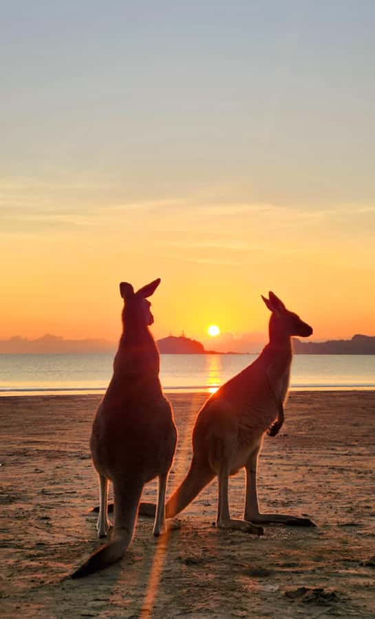 Sunrise with the Kangaroos & Wallabies - Airlie Beach - First light on the beach: kangaroos and wallabies in the sand