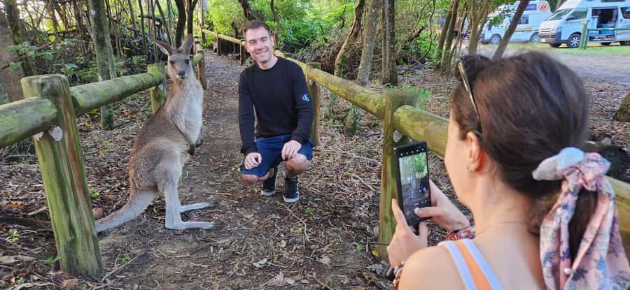 Sunrise with the Kangaroos & Wallabies - Airlie Beach - Bush breakfast in the bush: cozy, calm, and actually satisfying
