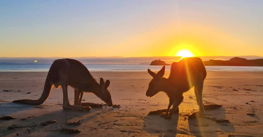 Sunrise with the Kangaroos & Wallabies - Airlie Beach - Price and value: is $109 worth it from Airlie Beach?