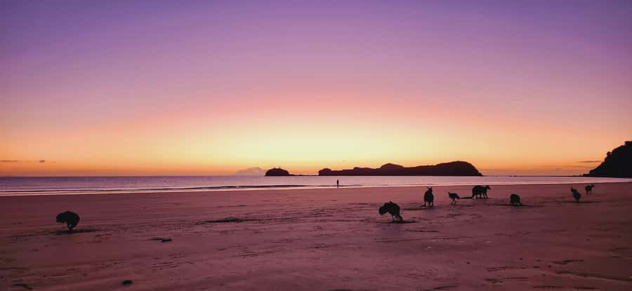 Sunrise with the Kangaroos & Wallabies - Airlie Beach - Practical tips before you go