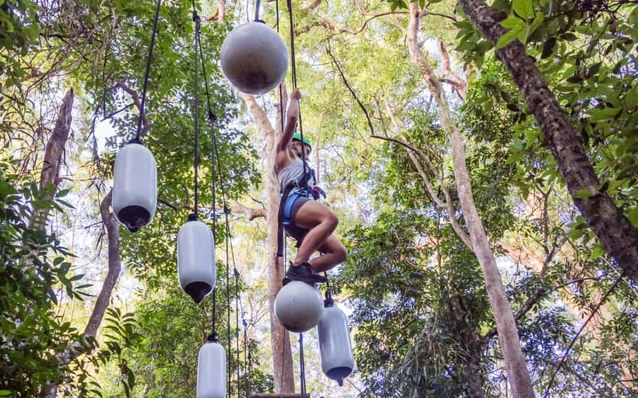 Sunshine Coast: Treetop Challenge Adventure Park - Entering the treetops at The Big Pineapple on the Sunshine Coast