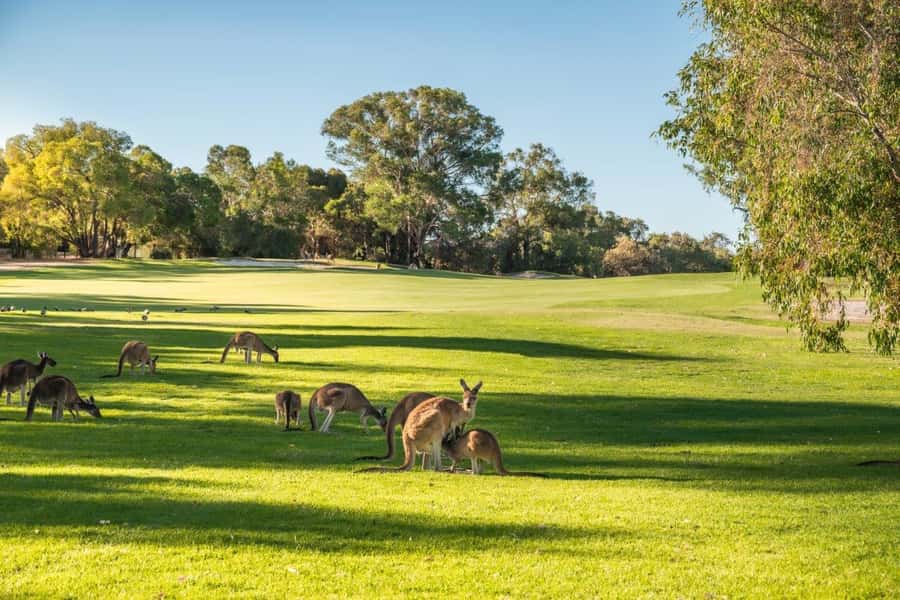 Swan Valley: Golf Cart Kangaroo Safari w/ Mini Golf & Drink - Should you book the Golf Cart Kangaroo Safari with Mini Golf and Drink?