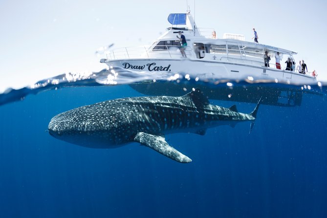 Swim with Whale Sharks in the Ningaloo Reef: 3 Island Shark Dive - Key Things To Know Before You Go