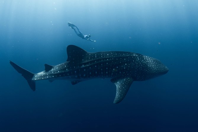 Swim with Whale Sharks in the Ningaloo Reef: 3 Island Shark Dive - The 8-Hour Schedule: What Happens From 9:00 AM On