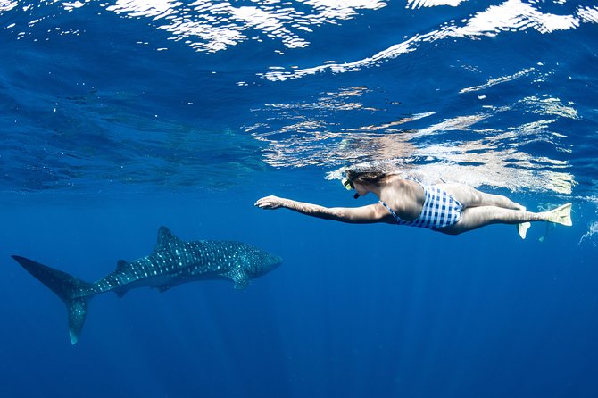 Swim with Whale Sharks in the Ningaloo Reef: 3 Island Shark Dive - Crew and Spotting: The Human Part You Should Appreciate