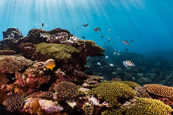 Swim with Whale Sharks in the Ningaloo Reef: 3 Island Shark Dive - The Photo Program: Why You Should Let Someone Else Do the Work