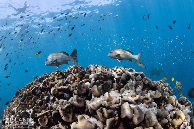 Swim with Whale Sharks in the Ningaloo Reef: 3 Island Shark Dive - Price and Value: Is This a Good Deal for Ningaloo?