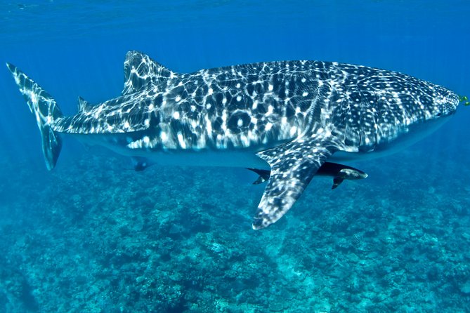 Swim with Whale Sharks in the Ningaloo Reef: 3 Island Shark Dive - The Whale Shark Swim: Getting Close Without Making It Stressful