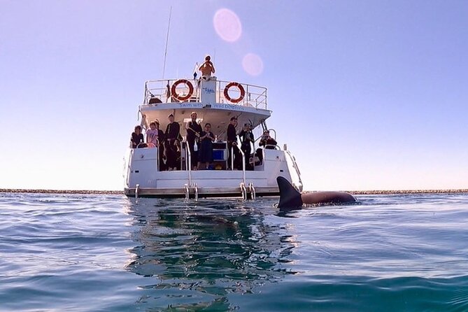 Swim with Wild Dolphins Day Tour - Dolphin Swim With Local Crew, Rockingham Bay Style