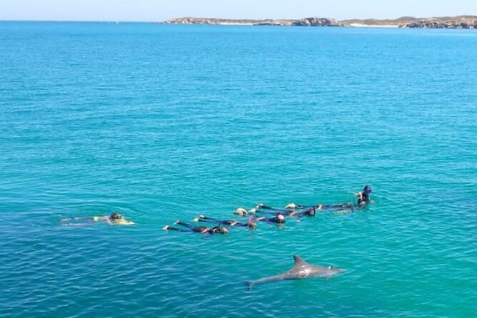 Swim with Wild Dolphins Day Tour - Safety, Crew Spotting Skills, and the Real Expectation Check