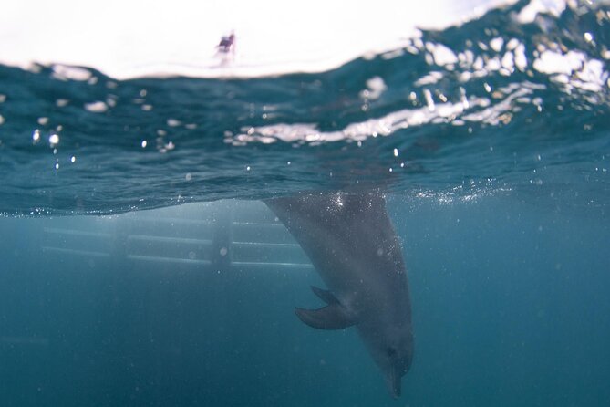 Swim with Wild Dolphins Day Tour - Duration, Groups, and How to Think About Time in the Water