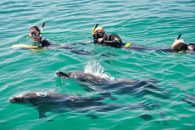 Swim with Wild Dolphins Day Tour - The Custom Dolphin Swim Boat and Why the Platform Helps