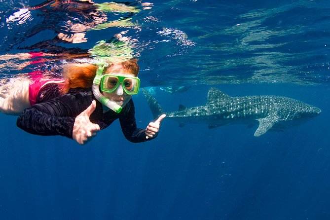 Swimming with the Whale Sharks - Ningaloo Reef (Exmouth) - The Ningaloo Blue boat: shaded comfort, water-level access, big-deck views