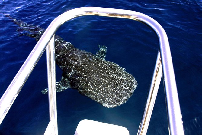 Swimming with the Whale Sharks - Ningaloo Reef (Exmouth) - What you get on board: wetsuit, snorkel gear, lunch, and the little extras