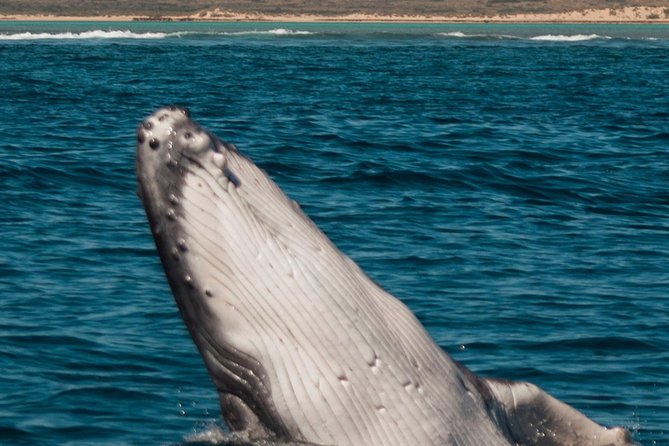 Swimming with the Whale Sharks - Ningaloo Reef (Exmouth) - Fitness, kids, and who should choose this trip