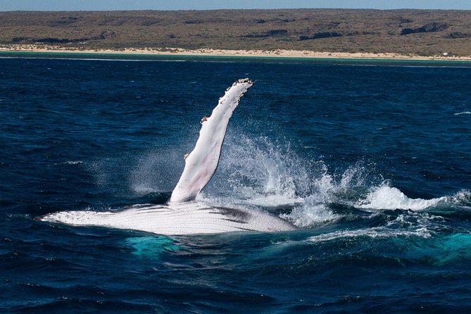 Swimming with the Whale Sharks - Ningaloo Reef (Exmouth) - Timing matters: whale sharks April-August, humpbacks Sep-Nov