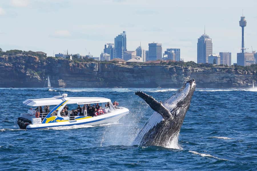 Sydney: 2.5 hour Adventure Whale Watching Cruise - Key things that make this cruise worth your time