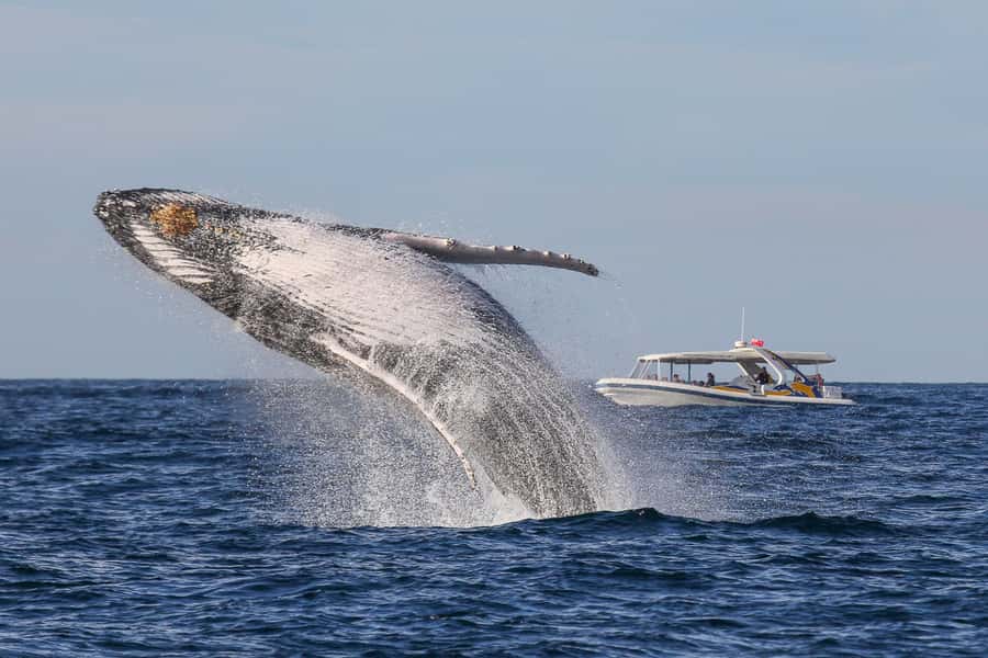 Sydney: 2.5 hour Adventure Whale Watching Cruise - Why an 80 km/h whale cruise feels different from a ferry ride
