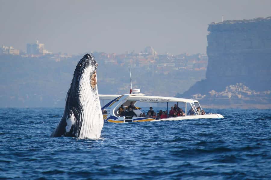 Sydney: 2.5 hour Adventure Whale Watching Cruise - What the open walk-around deck is like when you’re actually watching whales