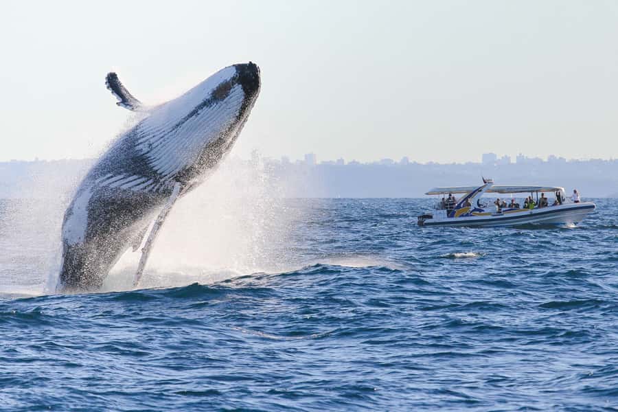 Sydney: 2.5 hour Adventure Whale Watching Cruise - Getting photos of humpbacks without losing the moment