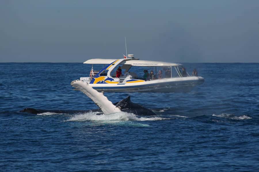 Sydney: 2.5 hour Adventure Whale Watching Cruise - Getting on board in Darling Harbour or near Circular Quay