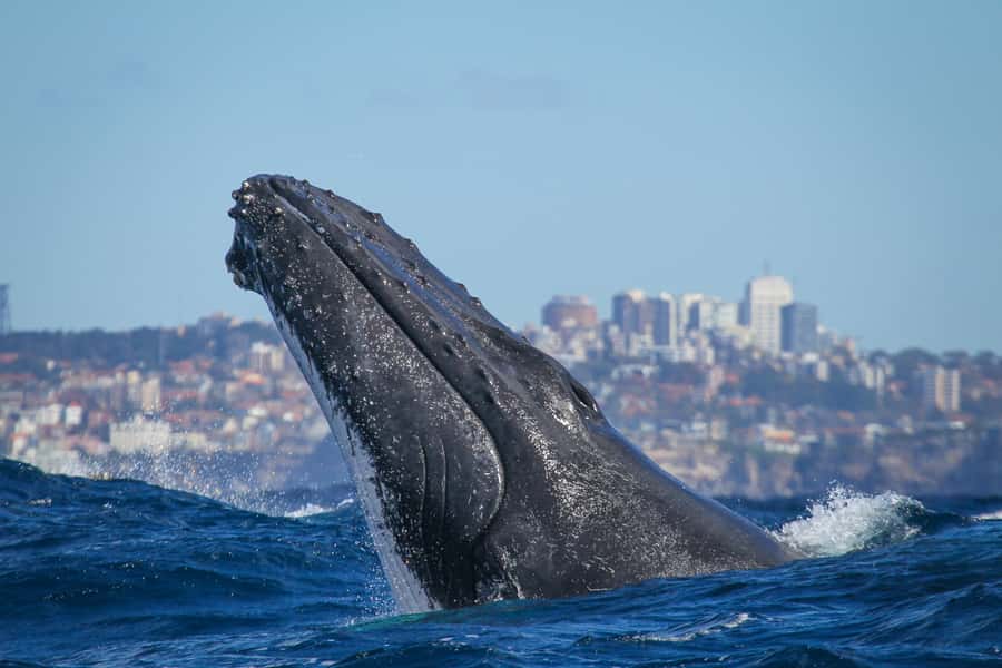 Sydney: 2-hour Express Whale Watching Cruise - Key things I’d focus on before you book