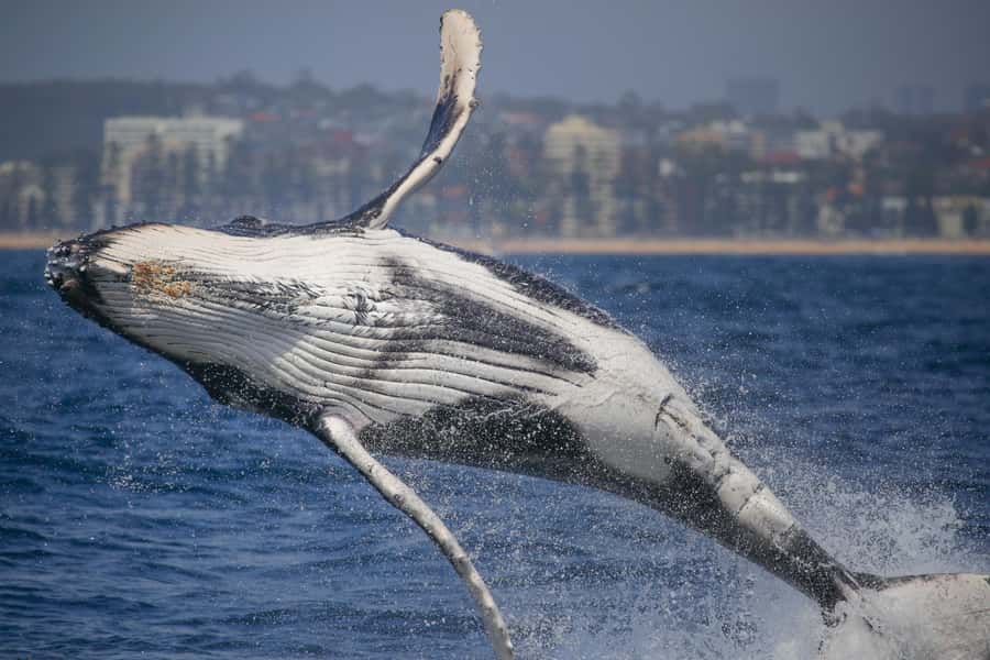 Sydney: 2-hour Express Whale Watching Cruise - Circular Quay to open ocean fast, so you lose less time