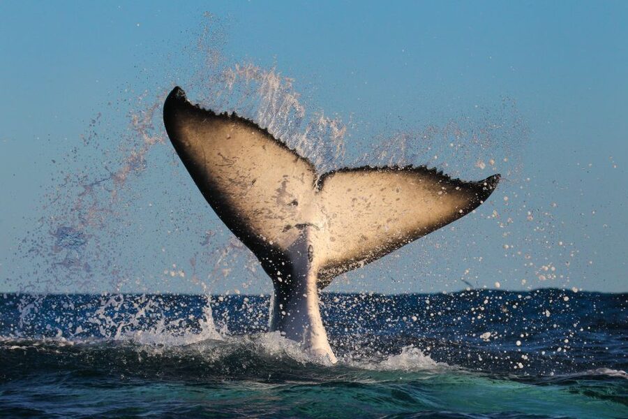 Sydney: 2-hour Express Whale Watching Cruise - Price and value: $63 for two hours that actually uses your time