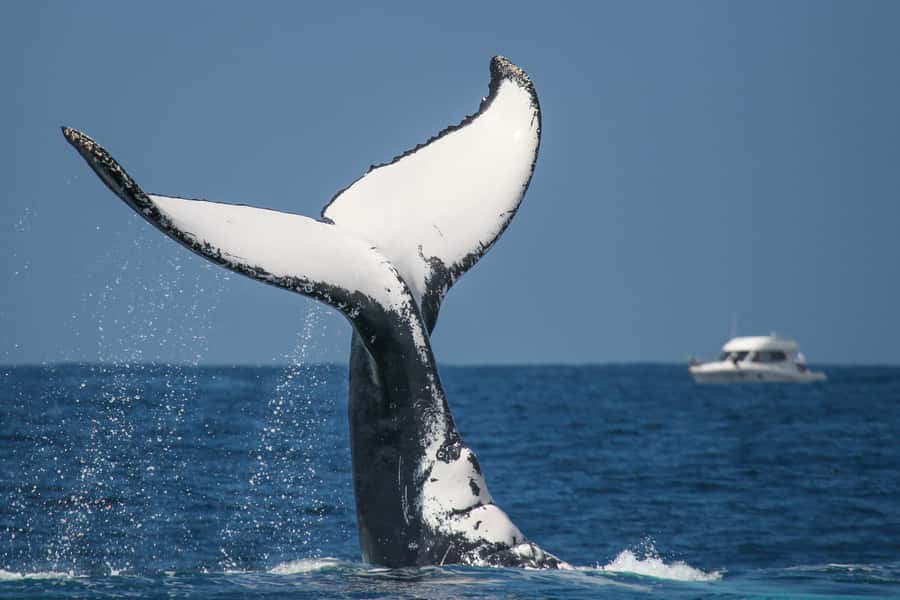 Sydney: 2-hour Express Whale Watching Cruise - Who this cruise fits best