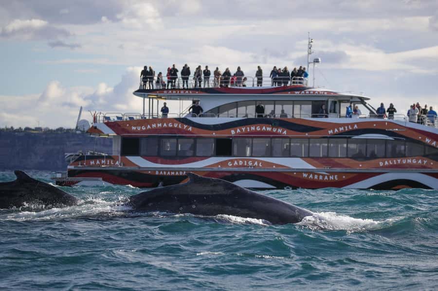 Sydney: 2-hour Express Whale Watching Cruise - Fantasea Crystal setup: where you sit changes the whole experience