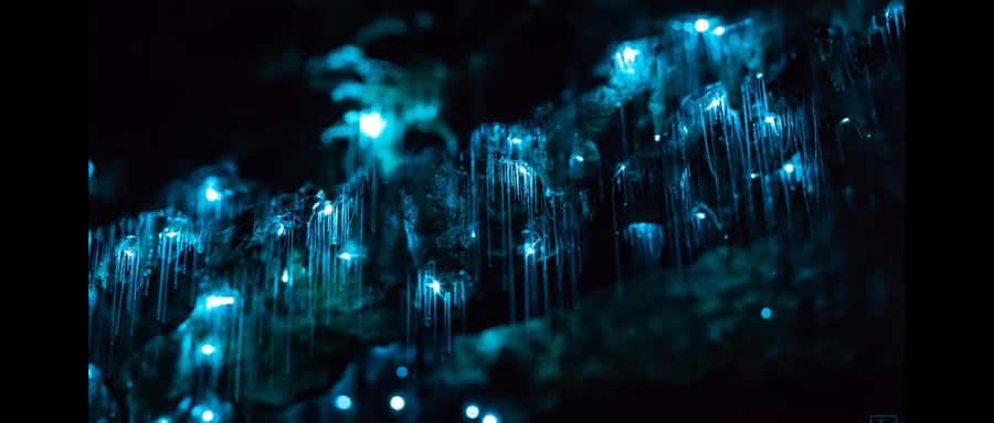 Sydney: Blue Mountains Glow Worms Wild Adventure by Night - Quick hits you will care about