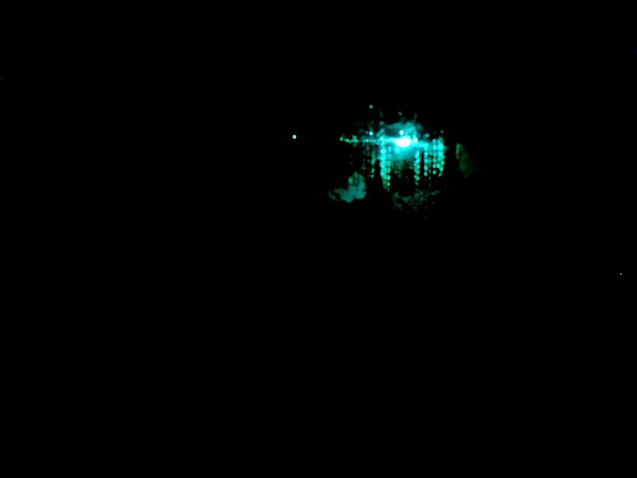 Sydney: Blue Mountains Glow Worms Wild Adventure by Night - What you actually do on this Blue Mountains glow worm night tour