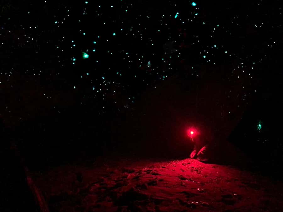 Sydney: Blue Mountains Glow Worms Wild Adventure by Night - Headlamps with red-light mode, and why it matters