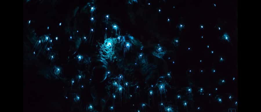 Sydney: Blue Mountains Glow Worms Wild Adventure by Night - Down to the cave and waterfall: your glow worm viewing moment