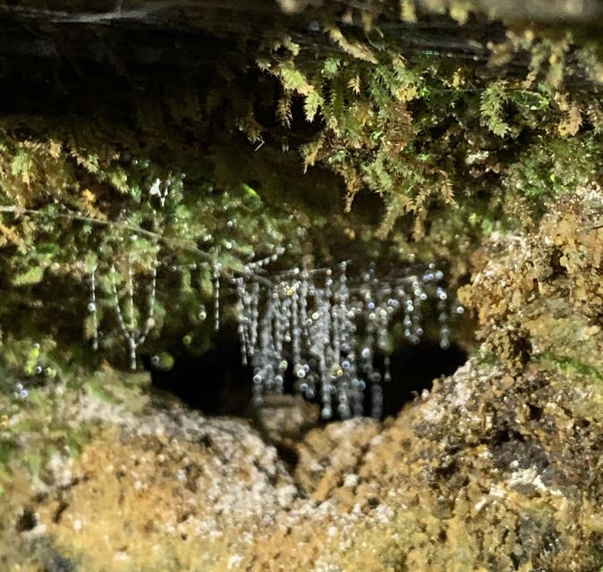 Sydney: Blue Mountains Glow Worms Wild Adventure by Night - Bush tucker and survival skills: the best kind of add-on