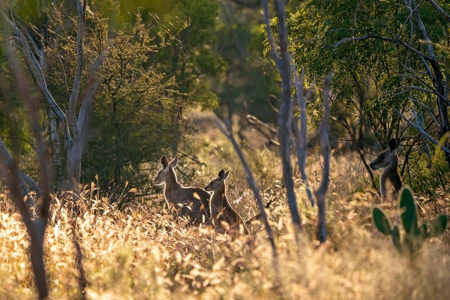 Sydney: Blue Mountains Kangaroos, Wilderness and Sunset Tour - Starting at Circular Quay, Then Trading City Noise for Blue Mountains Quiet