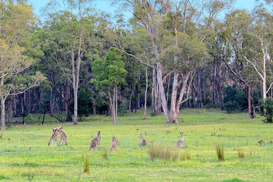 Sydney: Blue Mountains Kangaroos, Wilderness and Sunset Tour - Narrow Neck Plateau and the Trail Work That Makes It a True Day in Nature