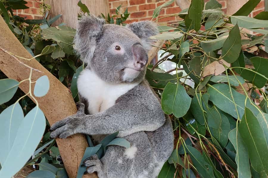 Sydney: Blue Mountains Late Start: Walks, Wildlife & Dinner - Guides and the small details that make the day feel well run