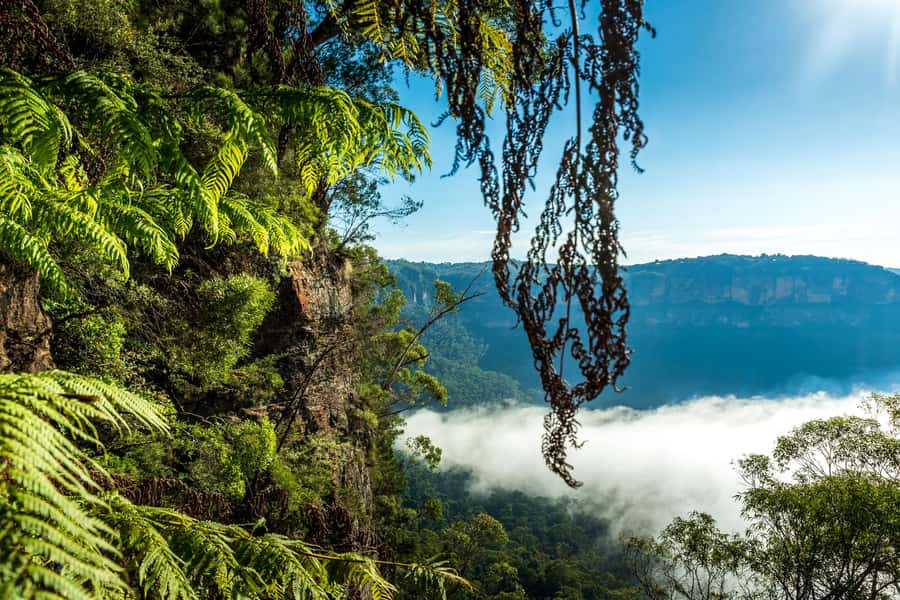 Sydney: Blue Mountains Late Start: Walks, Wildlife & Dinner - Echo Point and Grose Valley: stacking lookouts with short walks