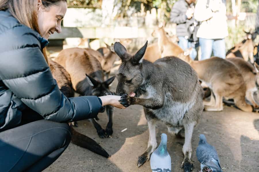 Sydney: Blue Mountains Scenic World, Wildlife Park and Lunch - Why This One-Day Blue Mountains Plan Works from Sydney