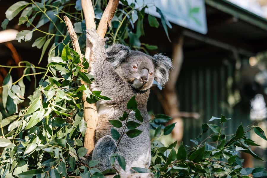 Sydney: Blue Mountains Scenic World, Wildlife Park and Lunch - Should You Book the Sydney to Blue Mountains Signature Day?