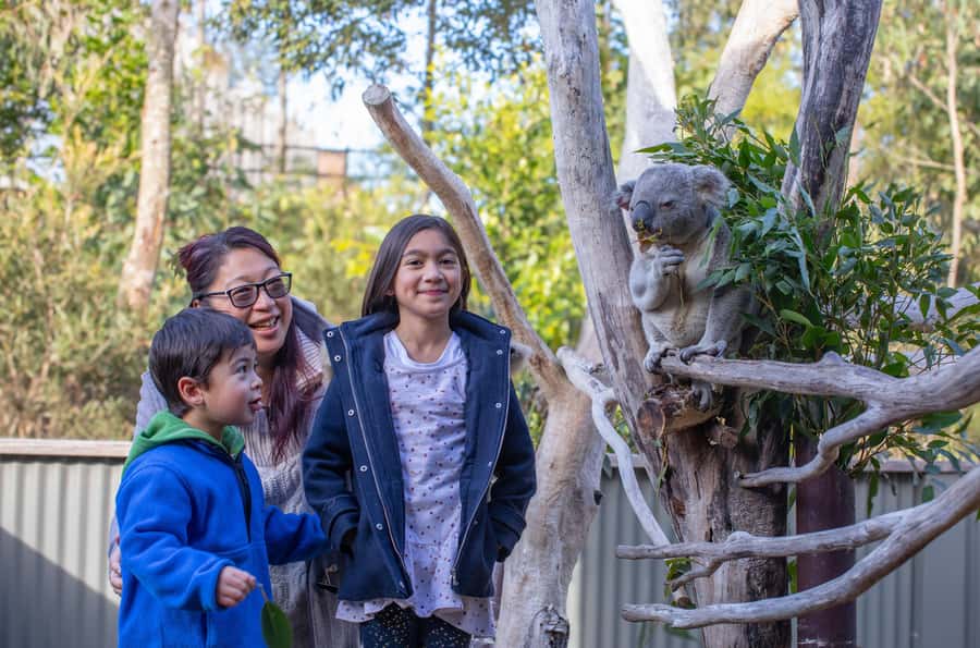 Sydney: Blue Mountains, Scenic World, Zoo & Lincoln's Rock - The Value: A Full-Day Route Built Around Two Famous Stops