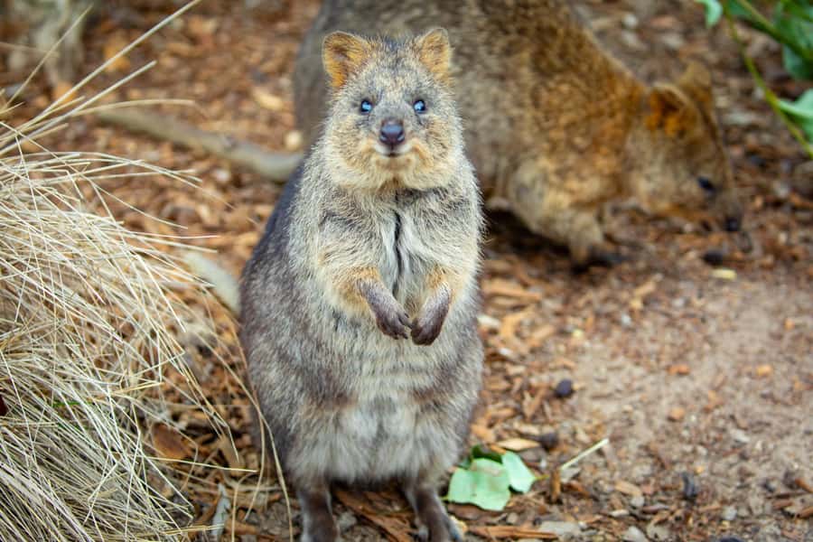 Sydney: Blue Mountains, Scenic World, Zoo & Lincoln's Rock - Transport, Timing, and Group Rhythm Over 10 Hours