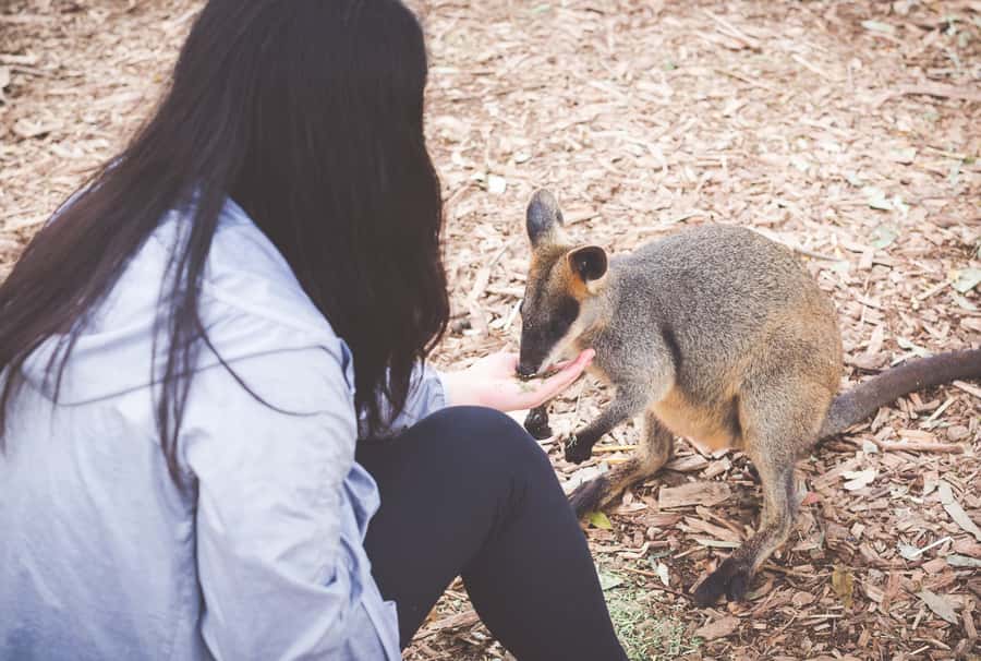 Sydney: Blue Mountains Wildlife & Bushwalk Small-Group Tour - The guided Blue Mountains portion that sets the rhythm