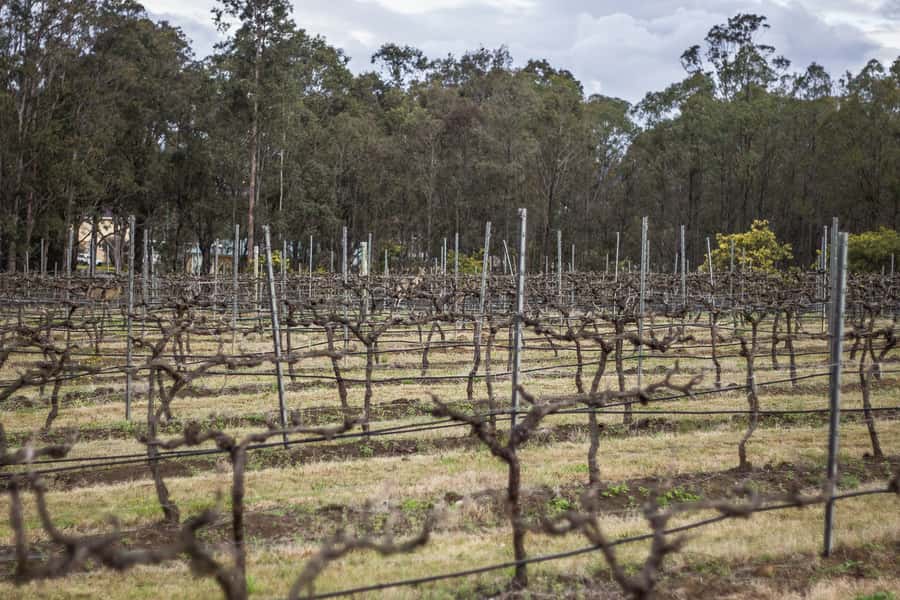 Sydney: Chef-Led Hunter Valley Food & Wine Tour - Should you book this Sydney to Hunter Valley food and wine day trip?