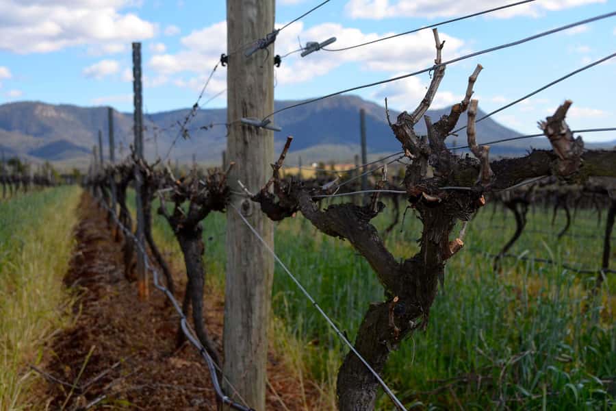 Sydney: Chef-Led Hunter Valley Food & Wine Tour - Who should book this chef-led Hunter Valley food and wine tour