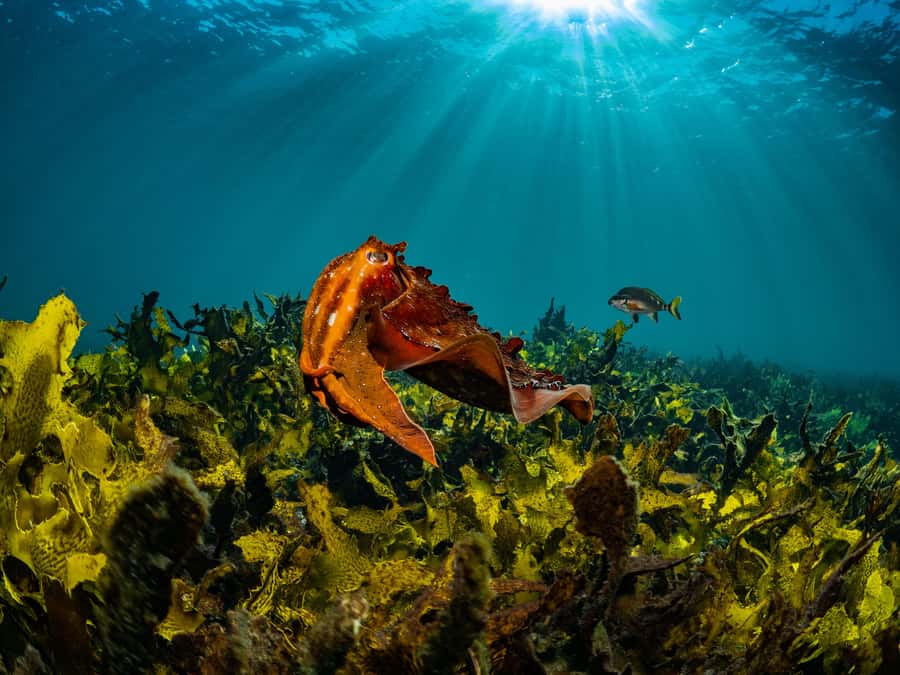 Sydney: Discover Scuba Dive at Australia's most Iconic Beach - What That Instructor Time Feels Like