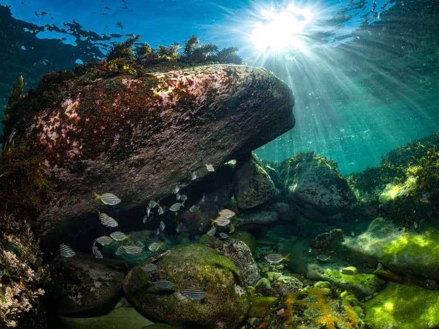 Sydney: Discover Scuba Dive at Australia's most Iconic Beach - Price And Value: What $407 Covers For Up To Two People