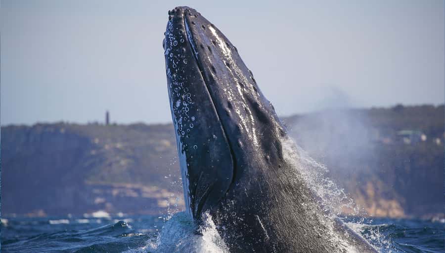 Sydney: Discovery Whale Watching Tour by Catamaran - Key points to know before you go