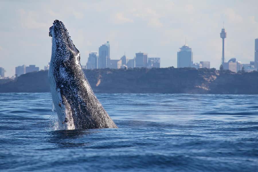 Sydney: Discovery Whale Watching Tour by Catamaran - Fantasea Avalon: fast, purpose-built whale watching from Darling Harbour